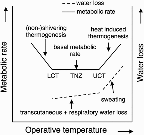 Figure 2. The thermoneutral zone (TNZ) is the range of operative temperatures associated with basal metabolic rate required to support life functions, and minimal water loss. The range of operative temperatures should be interpreted for a given constant relative humidity. Below the lower critical temperature (LCT), metabolic rate increases to maintain body core temperature. Above the upper critical temperature (UCT), water loss increases due to regulatory sweating and may coincide with heat-induced thermogenesis (e.g. Q10 effect: metabolic rate scales with tissue temperature according to Arrhenius law).