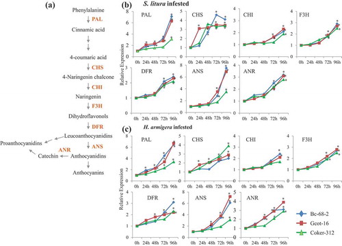 Figure 4. Induction of the phenylpropanoid pathway genes in different cotton varieties. (a) General schematic of the phenylpropanoid and ﬂavonoid biosynthetic pathways.  (b-c) The effect of chewing pest infestation on the phenylpropanoid pathway genes transcript accumulation in leaf tissue (n = 3) of tolerant and susceptible cotton varieties at 0 h, 24 h, 48 h, 72 h and 96 h post infestation. The genes used in qRT-PCR are: Phenylalanine ammonia lyase (PAL), Chalcone synthase (CHS), Chalcone isomerase (CHI), Flavonoid-3ʹhydroxylase (F3H) Dihydroflavonol reductase (DFR), Anthocyanin synthase (ANS) and Anthocyanin reductase (ANR). Significant differences between control and treatment are indicated by * = P < 0.05.