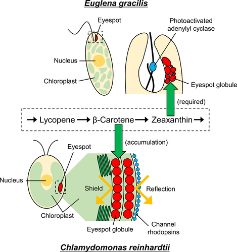 Figure 1. Diagram of eyespot structures, locations, and accumulated carotenoids in Euglena gracilis and Chlamydomonas reinhardtii. The E. gracilis eyespot is located in the cytosol near the photoreceptor photoactivated adenylyl cyclase, where the eyespot globules are irregularly arranged. Zeaxanthin is required for eyespot pigmentation and phototaxis in E. gracilis. The mechanistic role of eyespot carotenoids in E. gracilis is not yet fully understood. The C. reinhardtii eyespot is located in the chloroplast, where the eyespot globules form two regularly arranged layers. These layers of the eyespot reflect light from the outside of the cell, amplifying the light signal received by channel rhodopsins while also shielding light from the inside of the cell. β-carotene is the primary carotenoid in the eyespot of C. reinhardtii.