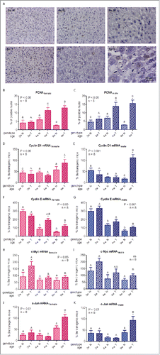 Figure 2. For figure legend, see next page. Hepatocellular proliferation markers in growing GH-overexpressing transgenic mice and normal littermates. A: Representative photomicrographs of immunohistochemical staining of liver sections from normal and GH-transgenic male mice with anti-PCNA antibody; original magnification of 400x. B,C: PCNA immunostaining quantification in female and male mice liver respectively. D,E: Cyclin D1 mRNA hepatic expression in female and male mice. F,G: Cyclin E mRNA hepatic expression in female and male mice. H,I: c-Myc mRNA hepatic expression in female and male mice. J,K: c-Jun mRNA hepatic expression in female and male mice. Different cell cycle regulators and transcription factors involved in cellular proliferation were assessed in liver of GH-transgenic animals (T) and their non-transgenic littermates (N) for 2-week-old (2w), 4-week-old (4w) and 9-week-old (9w) mice. PCNA content was calculated as percentage of positive (brown stained) nuclei in 500 cells approximately. For simplification, only pictures from males are shown (A). To determine gene expression, mRNA was assessed by RT-qPCR from total RNA extracts. Values were related to cyclophilin A levels, referred to the average for 9-week-old transgenic female and male mice and expressed as percentage. Data are the mean ± SEM of the indicated n number of samples per group, each one representing a different animal. Different letters denote significant difference by age within genotype; small letters correspond to normal mice and capital letters to transgenic animals. Asterisks indicate significant difference between GH-overexpressing animals and their corresponding non-transgenic age controls.