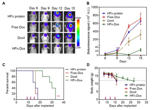 Figure 4 HFn-encapsulated Dox effectively improves anti-glioma tumor activity. (A) In vivo BLI images of GBM tumor cells in orthotopic mice that were intravenously injected with different formulations, ie, HFn-Dox, Doxil, free Dox, and HFn protein. (B) Quantitative analysis (n=5) of the BLI signals of (A). The red arrows indicate the time points of administration. (C) Animal survival curves in different groups. Asterisks indicate that the difference between HFn-Dox and free Dox or Doxil was statistically significant (Kaplan–Meier, p=0.0019 and 0.0023, respectively). (D) The effect of different treatments on mouse body weight (mean±SD, n=5). Reprinted with permission from Fan K, X Jia, M Zhou, et al Ferritin Nanocarrier Traverses the Blood Brain Barrier and Kills Glioma. ACS Nano. 2018; 12(5): 4105–4115. Copyright (2018) American Chemical Society.Citation72