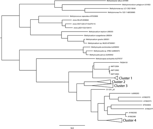 FIGURE 4 Phylogenetic tree based on partial pmoA sequences (A189F–A650R) showing the relation between sequences retrieved from the oldest (P1) and the youngest (P5) moraine within the Mittivakkat Gletscher forefield. The tree was constructed using the maximum likelihood algorithm of the ARB software package. The scale bar represents a 5% sequence divergence.