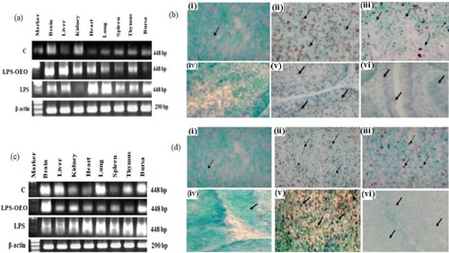 Figure 4. Modulatory effect of OEO on the expression of both Daam2 and Tbx2 gens. (a) RT-PCR expression profile of Daam2 gene in different organs at 15th day post-hatcing chick. (b) Expression rate status in spleen (i group I (control), ii Group II (LPS) and iii Group III (OEO)) and bursa iv group I, v Group II and vi Group III). (C) RT-PCR expression profile of Tbx2 gene in different organs at 15th day post-hatcing chick. (d) Expression rate status in spleen (i group I, ii Group II and iii Group III) and bursa iv group I, v Group II and vi Group III). Arrows showed the expressed mRNA in both tissue in different treatments.