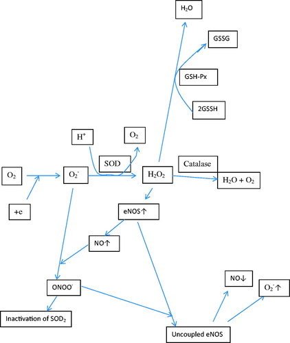 Figure 4. The roles of superoxide dismutase, nitric oxide synthetase, and glutathione in the neutralization of reactive oxygen species formed in the body (O2−: superoxide; SOD: superoxide dismutase; GSH-Px: glutathione peroxidases; NO: nitric oxide; ONOO−: peroxynitrite; H2O2: hydrogen peroxide; eNOS: endothelial nitric oxide synthase; GSSG: oxidized glutathione; GSSH: reduced glutathione).