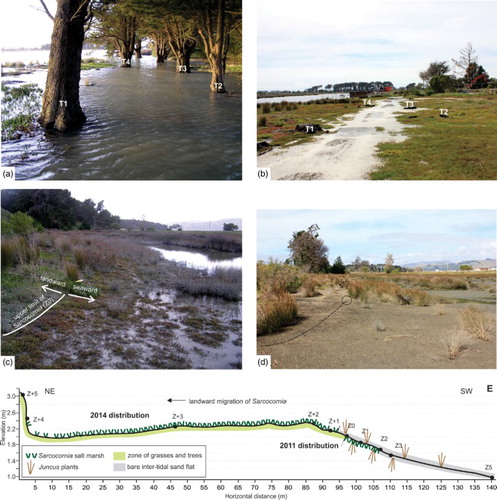 Figure 3. Site photographs representing the salt marsh changes at the Bridge Street survey site. A, April 2011, view landward from approximately Z + 2 showing high tide inundating grassed and treed area (not previously inundated prior to February 2011 earthquake), trees numbered T1–4 for reference to B. B, Same view as A in March 2014, showing landward migration of Sarcocornia salt marsh. Note tree stumps labelled T1–4. C, Shore-parallel view of the Sarcocornia marsh in April 2011 representing pre-subsidence distribution. Z0 position indicated. D, Same view as C in March 2014, showing replacement of Sarcocornia with bare sand flat and scattered Juncus plants. Z0 position indicated by dashed line and metal stake, circled. E, Schematic profile of Bridge Street northern transect with pre-subsidence distribution of key flora shown below profile-line, and February 2014 floral distribution shown above the profile line.