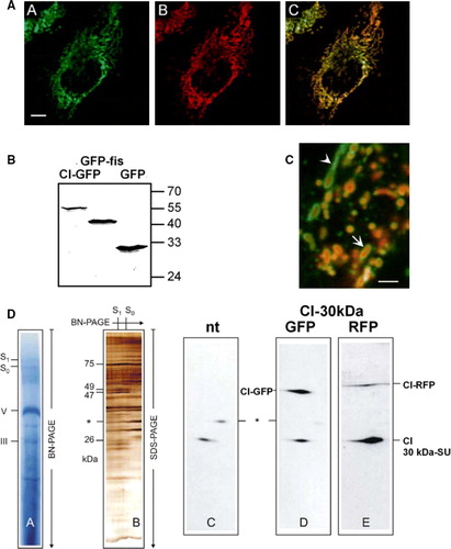 Figure 1.  Respiratory chain Complex I of mitochondria is successfully labelled by its 30 kDa subunit (CI-GFP). (A) Localization of CI-GFP in mitochondria. HeLa cells were stable transfected with CI-GFP resulting in fluorescence labelled mitochondria (AA). The same set of cells was stained MitroTracker Red CMXRos (Molecular Probes) (AB). (AC) Merging of images AA and AB. The fluorescent signals are fully co-distributed, revealing a mitochondrial localization of CI-GFP. Bar: 8 µm. (B) Intact expression of the fusion proteins CI-GFP and GFP-hFis in transfected cell lines. Total cell lysate of HeLa cells transfected with CI-GFP, GFP-hFis and GFP was analysed by Western blot with anti-GFP (Clontech). CI-GFP shows an expected size of 52 kDa (lane 1), hFis-GFP has 40 kDa (lane 2) and GFP has 24 kDa according to the calculated mass (lane 3). No free GFP is detected in lane 1 and 2. (C) CI-RFP localizes differently from the outer membrane protein GFP-Tom7 in mitochondria in cells co-transfected with CI-RFP and GFP-Tom7. Bar: 1 µm. (D) Assembly of CI-GFP and CI-RFP within Complex I of the respiratory chain. 2D-Blue native PAGE was performed using the mild detergent digitonin. In the first dimension complexes and supercomplexes S0–S1 were separated (DA). Silverstaining of the second dimension, where supercomplexes were separated into subunits by Tricine-SDS-PAGE (DB). Western blot of the separated Complex I subunits with anti-CI30kDa showed the signals of CI-GFP and CI-RFP respectively (D–E), which were not detected in non-transfected cells. * = unidentified protein.