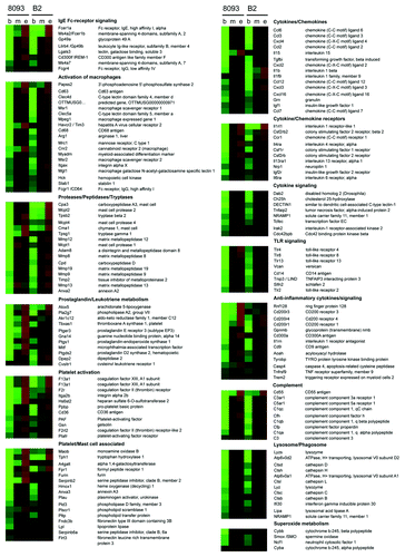 Figure 2. Large-scale upregulation of inflammatory-associated gene products in 8093 and B2 BCR/ABL lymphoblastic leukemia cells that developed EMDR to nilotinib. Functional grouping of genes related to inflammation, which show significant changes in expression during the development of EMDR. Shown are the average up-/downregulation values of each time point during nilotinib treatment of the two ALL cell lines 8093 and B2: b = begin of treatment (day 0); m = midpoint (maximal reduction of cell viability as a consequence of drug treatment); e = endpoint (full recovery of drug treated ALL cells that developed EMDR). Red and green represent the individual up-/downregulation values, respectively. Absolute log-transformed, corrected microarray values were used of biological triplicates ± SEM.