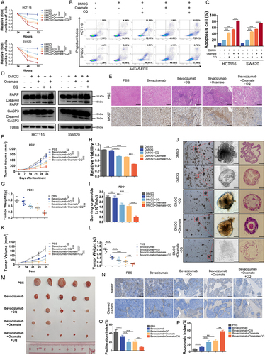 Figure 6. Histone lactylation inhibition enhanced antitumor effects of bevacizumab in colorectal cancer.