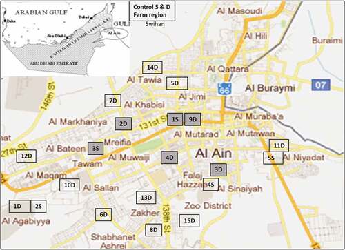 Figure 1. Locations of collected date and sidr samples in Al Ain city, UAE. 15 locations for date (D), and 5 locations for sidr (S), plus the control location. The gray squares represent the sites with HMs contaminated fruits. https://www.worldmap1.com/map/united-arab-emirates/al-ain-map.asp.