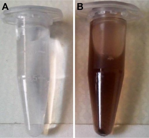 Figure 1 Synthesis of silver nanoparticles.Notes: (A) AgNO3 solution; (B) synthesized silver nanoparticles exhibiting brown color.Abbreviation: AgNO3, silver nitrate.