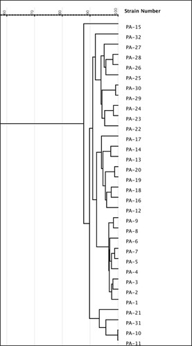 Figure 1 Dendrogram based on RAPD analysis of 32 P.aeruginosa isolates. The dendrogram was developed using gelJ software.Abbreviation: PA, Pseudomonas aeruginos.