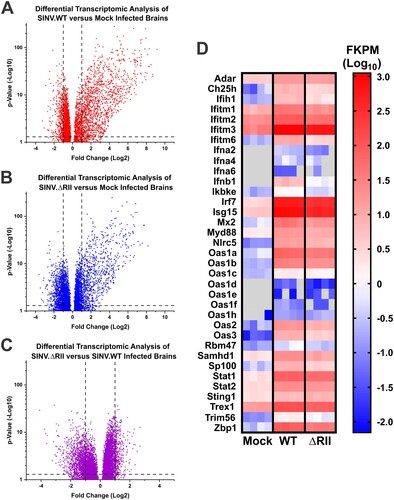 Figure 7. Differential transcriptomic analysis reveals enhanced inflammatory gene expression in SINV.ΔRII infected mice. Total RNA was extracted from brain tissue homogenates from mock, SINV.WT, and SINV.ΔRII infected mice (per group n = 4 comprised of two male and two female mice) and assessed using next-generation sequencing approaches. Volcano plots of differentially expressed transcripts of SINV.WT infected relative to Mock (Panel A), SINV.ΔRII relative to Mock (Panel B), and SINV.ΔRII relative to SINV.WT (Panel C) with thresholds of greater than 2-fold change and Bonferroni adjusted p-value of < 0.01. (D) A heatmap plot of transcript abundances (in FKPM as determined by Cuffnorm) of type-I IFN transcripts and transcripts belonging to the Response to Type-I Interferon gene ontology group (GO:0034340). Transcripts were triaged if they did not meet the standard criteria of greater than 2-fold enrichment relative to mock infected animals, and an FDR-corrected statistical significance p-value of < 0.05. Within each group the four squares represent the transcript specific FKPM values of the individual animals used in the study.