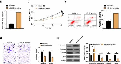 Figure 4. Overexpressed miR-409-3p inhibits BC invasion, migration and EMT. A: RT-qPCR to detect the impact of overexpressing miR-409-3p on MCF-7 cell; B: MTT method to detect the influence of overexpressing miR-409-3p on MCF-7 cell proliferation; C: Flow cytometry to detect the impact of overexpressing miR-409-3p on MCF-7 cell apoptosis; D: Transwell to detect the effect of overexpression of miR-409-3p on MCF-7 cell invasion and migration; E: Western blot to detect the impact of overexpressing miR-409-3p on E-cadherin, N-cadherin, Vimentin and snail protein expression in MCF-7 cells. Values presentation was detailed in mean ± SD (n = 3). Via one-way ANOVA to calculate the significance of each group, the variance correction was done via Tukey’s test. *P < 0.05