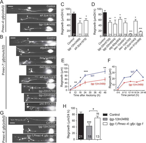 Figure 1. Autophagy genes are required for effective axon regeneration. (A-D) Representative images and quantification of PLM axon regeneration 24 h post-laser axotomy in the genetic mutants of indicated autophagy-related genes; arrows indicate lesion sites. Axon is visualized by touch neuron-specific GFP expression driven by Pmec-4 or Pmec-7. (E-F) Time course of regrowth in lgg-1(tm3489) and wildtype control. PLM axon regrowth is impaired in lgg-1 mutant in all time periods measured. Total regrowth length measured at each time point (F) and regrowth rate (G) at each time window were plotted. (G-H) Representative images and quantification of total PLM axon regeneration length in worm strains with indicated genotypes. Scale bar: 20 µm. Statistics: one-way ANOVA; mean ± SEM; n ≥ 10 for each group (number in the bar); *p < 0.05; **p < 0.01; ***p < 0.001. ns, not significant