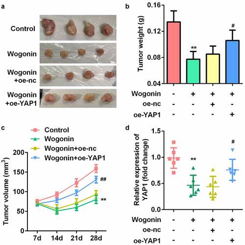 Figure 8. YAP1 reversed the effect of wogonin on weight, volume, and YAP1 expression of the xenograft tumors.