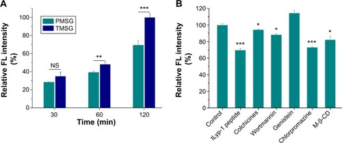 Figure 8 (A) Cellular uptake of rhodamine-labeled PMSG or TMSG in MDA-MB-231 cells and then quantization of mean FL intensity by flow cytometry. (B) Cellular association of rhodamine-labeled TMSG in the presence of different endocytosis inhibitors in MDA-MB-231 cells.Notes: The geometric mean of the fluorescence for the cells treated with rhodamine-labeled TMSG without any inhibitors was defined as 100% (n=3). ***P<0.001, **P<0.01, *P<0.05, and NS, not statistically significant.Abbreviations: FL, fluorescence; PMSG, polyethylene glycol-modified mesoporous silica-coated gold nanorods; TMSG, tLyp-1 peptide-functionalized PMSG; min, minutes; M-β-CD, methyl-β-cyclodextrin; MDA-MB-231cells, MD Anderson-metastatic breast-231 cells.