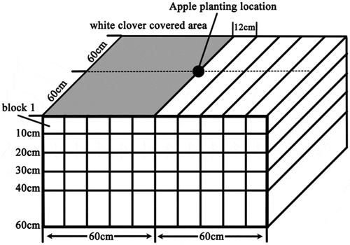 Figure 1. Schematic diagram of apple root sampling.