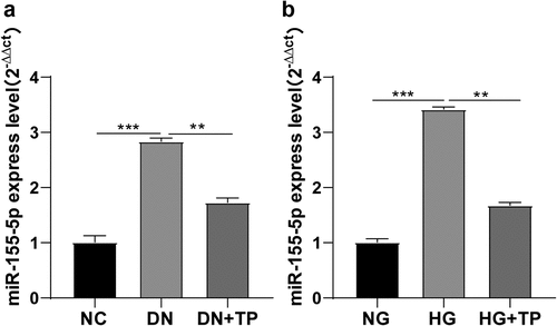 Figure 2. TP inhibited the expression of miR-155-5p in mouse podocytes in vitro and in vivo. In vivo, the DN mouse model was induced by HFD feeding combined with STZ injection, and treated with TP for 12 weeks. In vitro, podocyte injury was induced by HG and podocytes were treated with TP for 48 h. A: The level of miR-155-5p in the kidney tissues of mice was detected by RT-qPCR; B: The level of miR-155-5p in mouse podocytes was detected by RT-qPCR; Measurement data were expressed as mean ± standard deviation, N = 10, the cell experiment was independently repeated 3 times. Kruskal-Wallis univariate ANOVA (k samples) test was used for data comparison among multiple groups. P value was obtained from a bilateral test, ** P < 0.01, *** P < 0.001.