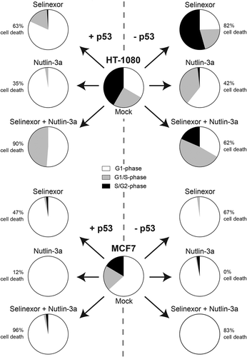 Figure 7. Summary of the effects of loss of p53 expression on treatment with selinexor, nutlin-3a, and selinexor with nutlin-3a. For selinexor treatment alone, overall cell death is increased 20% in HT-1080 (top) and MCF7 (bottom) cells when p53 expression is absent. For HT-1080, p53 plays an important role in cell-cycle distribution after selinexor treatment; G1-phase (white), G1/S-phase (grey), S/G2-phase (black). For MCF7, cells accumulate in G1-phase regardless of treatment and p53 expression. Cell death is least in all cell lines for nutlin-3a treatment, and for MCF7 cell death is dependent on p53 expression. For selinexor combined with nutlin-3a treatment, cell death is increased in all cell lines compared to singe drug treatments, except for HT-1080 TP53ko.