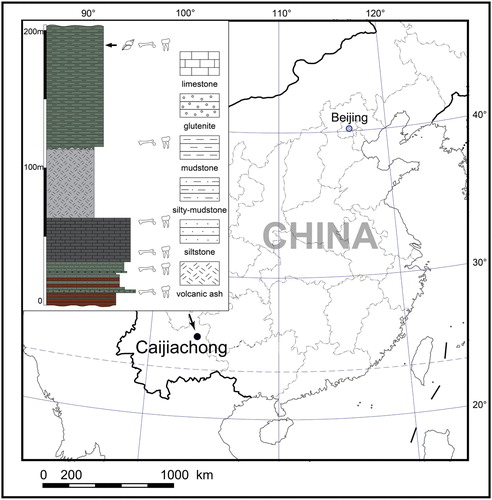 FIGURE 1. Location of the Caijiachong mammalian fossil sites in China. Caecocricetodon yani gen. et sp. nov. fossils were discovered from the highest fossiliferous layer (marked with black arrowhead).