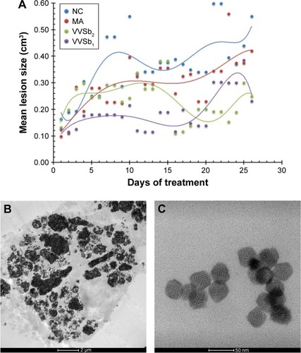 Figure 3 Scatter plots and trend lines of mean lesion size monitored in experimental animals infected with Leishmania amazonensis (A); TEM micrographs showing the presence of Sb2O5·nH2O NPs in the cytoplasm of a phagocyte of an animal treated with VVSb1 (B); and those NPs visualized at a higher magnification (C).Abbreviations: TEM, transmission electron microscopy; NPs, nanoparticles; NC, negative control; MA, meglumine antimoniate.