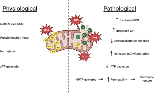 Figure 2. Generalized hepatic pathological alterations associated with mitochondrial dysfunction resulting from an adverse drug reaction. Oxidative stress induces calcium over-load which initiates further subsequent accumulation of ROS. The oxygen species damages mitochondrial DNA, alter protein functions, limit mitochondrial respiration leading to lower levels of ATP and activate mitochondrial permeability transition pores. This increases permeability and eventual mitochondrial membrane rupture.