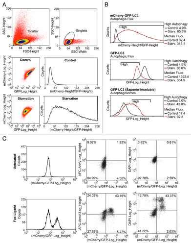 Figure 2. Quantification of autophagic flux by flow cytometry. (A) Example of flow-cytometry data illustrating flow cytometer setup for measuring autophagic flux. Scatter and singlet gates should be used to eliminate debris, dead cells, and mitotic cells. Voltages and gain on GFP and mCherry detectors are set empirically to allow both negative and positive control (starvation) plots to fit the mCherry/GFP ratio histogram. (B) Comparison of this protocol to other previously published methods for flow cytometric quantification of autophagy. C-G-LC3 reporter cells were starved for 4 h in EBSS followed by flow cytometry with or without extraction of cytosolic (nonlipidated) LC3 by saponin. (C) Concurrent measurement of autophagic flux and apoptosis using the established flow cytometry markers ANXA5/annexinV and DAPI. C-G-LC3 reporter cells were treated with an apoptotic stimulus (Fas ligand) for 4 h and stained with ANXA5/annexinV-APC and DAPI followed by flow cytometry.