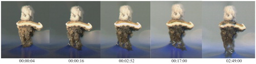 FIGURE 5. Water uptake over the rhizines of Psora decipiens. Time after first immersion into ink water is indicated underneath each picture (hh:mm:ss).