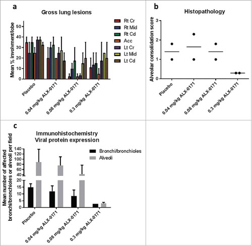 Figure 8. Gross and microscopic findings of lungs from mock-infected and hRSV-infected lambs treated with either placebo or ALX-0171 from study 4. (a) Viral-related lung gross lesions were scored and percentage parenchymal involvement was estimated for each lung lobe. Mean percentage averages per lobe were calculated. Legend: Rt Cr = Right cranial lobe; Rt Mid = Right middle lobe; Rt Cd = Right caudal lobe; Acc = Accessory lobe; Lt Cr = Left cranial lobe; Lt Mid = Left middle lobe; Lt Cd = Left caudal lobe. (b) Microscopic (histopathologic) alveolar consolidation score was determined as percent area of hRSV lesions followed by conversion to an integer-based consolidation scale as described in materials and methods section. (c) hRSV antigen expression in lung tissue was determined by counting the number of affected bronchi/bronchioles or alveoli per field. Results are expressed as mean ± standard error for panels (a) and (c); group averages with individual lamb scores are indicated by bullet points for panel (b).