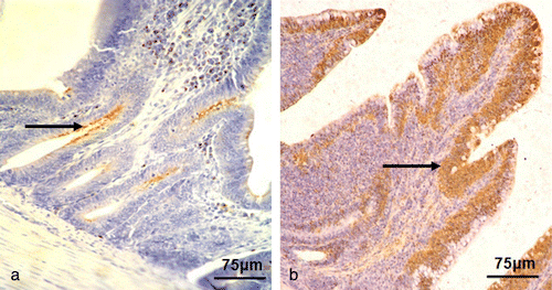 Figure 5. Intestinal villus from the control group (5a) and the NDV-infected group (5b). Positive signals of sIgA (arrows) were mainly located in the epithelial mucosae (5b) and particularly in the intestinal crypts (5a). Immunohistochemistry, Mayer's haematoxylin counterstain. Scale bar: 75 μm.