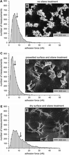 Figure 5 Plots summarizing the number of measurements per adhesion force for three independent samples of the 30-min etched fibrillar structures. The plots, and inset SEM images correspond to fibrillar structures with (A,B) no silane modification, (C,D) wet processing of the surfaces followed by silane modification, and (E,F) silane coating in the absence of wet processing. The calculated mean adhesion force is indicated by an arrow in each plot.