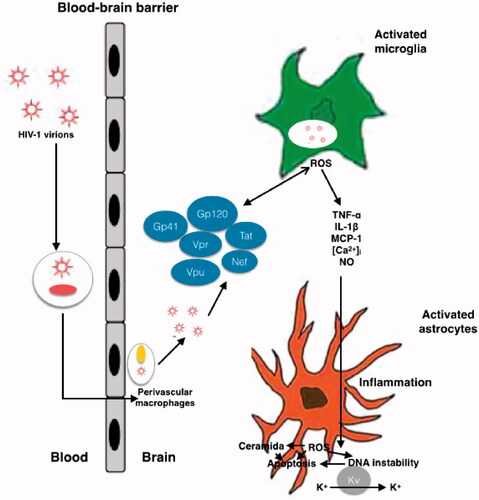 Figure 1. Schematic representation of mechanisms of HIV neurotoxicity. The Gp41, Gp120, Tat, Vpr, Vpu and Nef viral proteins, that circulate in the blood produce enhanced ROS production, results in alteration of BBB. Different process occurs during the neurotoxicity like enhanced oxidation of DNA nucleic bases, genomic instability, aggregation of ceramide, stimulation of A-type transient outward K + currents by Kv channels, and production of proinflammatory cytokines.