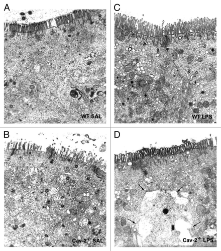 Figure 4 Epithelial cells of Cav-2-/- mice ileum show increased cytoplasmic fluid accumulation. Portions of the ileum of mice from each mouse injected with saline (SAL) or LPS (20 mg/kg i.p.) were collected and processed for electron microscopy. Representative fields of (A) WT SAL, (B) Cav-2-/- SAL, (C) WT LPS and (D) Cav-2-/- LPS are shown. Cav-2-/- mice exhibited increased fluid accumulation in epithelial cell cytoplasm of the ileum (arrows).