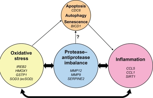 Figure 4 Pathogenic triad of COPD: oxidative stress, protease–antiprotease imbalance, and inflammation. Oxidative stress, protease–antiprotease imbalance and inflammation each are important in the pathogenesis of COPD; however, they constantly interact and may at times overlap with each other in the overall pathogenesis of COPD. As a consequence of oxidative stress, in particular cigarette smoking-induced oxidative stress, apoptosis, autophagy, and senescence are each potential lung cell fates. Senescent cells express a pro-inflammatory phenotype. Proteases, such as neutrophil elastase, have been shown in vitro to induce airway epithelial apoptosis,Citation83 but this relationship has not yet been specifically demonstrated in human subjects. Listed in italics are the genetic polymorphisms that have been reported and discussed in this review, to be associated with COPD or emphysema in that area of the pathogenic triad.