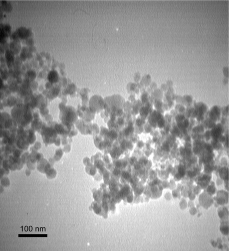 Figure 1 Transmission electron microscopy images of the CNP.