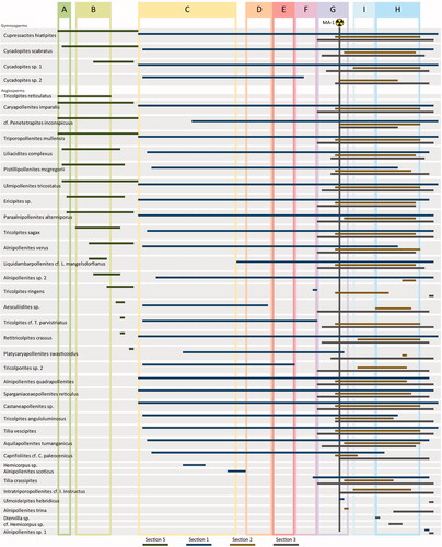 Figure 5. Range diagram of key gymnosperm and angiosperm pollen taxa for each section shown in different colours. Palynomorph taxa have been sorted by their first occurrences. Pollen zones are superimposed for relative time control. The stratigraphic location of the volcanic ash MA-1 is shown by the trefoil, providing a temporal reference point of ∼53.7 Ma (von Gosen et al. 2019).