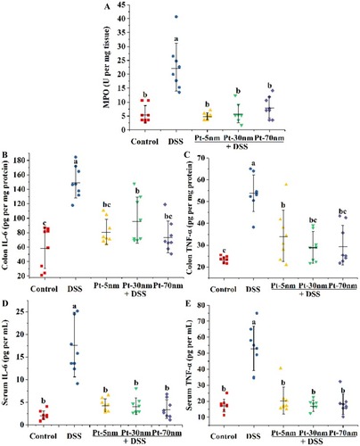 Figure 4 Biochemical parameters of acute colitis: (A) colonic MPO activity; the colonic levels of (B) IL-6 and (C) TNF-α; the serum concentrations of (D) IL-6 and (E) TNF-α. Each point represents the result of one animal, with significance labeled by different lower-case letters (P < 0.05, one-way analysis of variance with Turkey’s honest significant difference test).