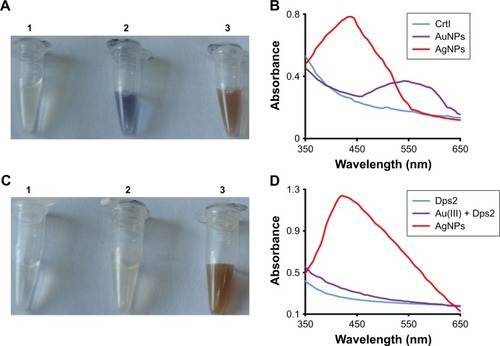 Figure 8 Comparison of the AuNPs and AgNPs’ synthetic ability of selected proteins.Notes: (A) Change in the color of the solution containing: 1, purified CrtI alone; 2, AuNPs and 3, AgNPs. (B) Absorbance spectra from 350 to 650 nm of purified CrtI, AuNPs and AgNPs, respectively. (C) Change in the color of the solution containing: 1, purified Dps2 alone; 2, Au(III) + Dps2 and 3, AgNPs. (D) Absorbance spectra from 350 to 650 nm of purified Dps2, Au(III) + Dps2 and AgNPs. Proteins (1.0 mg/mL) were incubated with 1 mM Au(III) or Ag(I) at 25°C, pH 7.0.Abbreviations: AuNP, gold nanoparticle; AgNP, silver nanoparticle.