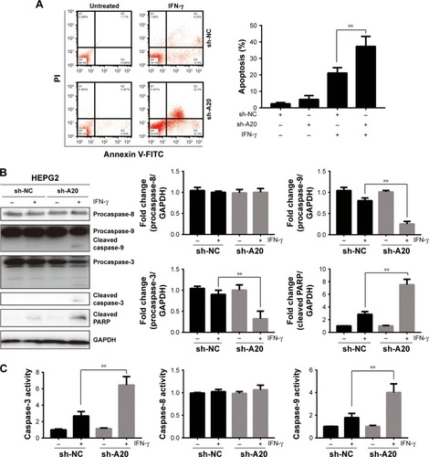 Figure 3 A20 knockdown increases the apoptosis induced by IFN-γ in HepG2 cells.