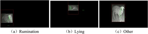 Figure 17. Behaviour recognition results of the improved model. (a) Rumination; (b) Lying; (c) Other.