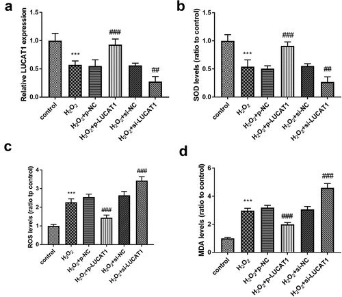 Figure 2. The impacts of LUCAT1 on H2O2-treated cells. (a) The transfection of p-LUCAT1 reversed the decreased LUCAT1 expression steered by H2O2 and the knockdown of LUCAT1 improved the function of H2O2. (b) The overexpression of LUCAT1 reversed the abnormally decreased SOD levels caused by H2O2, while the underexpression of LUCAT1 increased SOD levels caused by H2O2. (c) ROS levels were increased in the H2O2 group, which was further inhibited in the H2O2 + p-LUCAT1 group and improved in the H2O2 + si-LUCAT1 group. (d) The upregulation of LUCAT1 repressed the enhancement of MDA levels in the H2O2-treated cells and the downregulation of LUCAT1 promoted the enhancement of MDA levels. ***P < 0.001, compared with control group; ##P < 0.01, ###P < 0.001, compared with H2O2 group