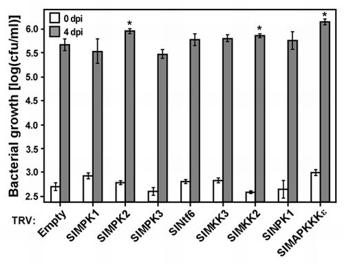 Figure 2 Growth of Xcv T2(avrXv3) bacteria in Hawaii 7981 tomato leaves silenced for genes encoding components of MA P kinase cascades. Leaves of Hawaii 7981 tomato plants silenced for the indicated genes were inoculated by vacuum infiltration with a suspension (5 × 104 cfu/ml) of the avirulent strain Xcv T2(avrXv3). The number of colony-forming units (cfu) per milliliter of plant extract was determined 1 h (white bars) and 4 days (gray bars) post-inoculation (dpi). Bars represent the mean and SE of at least 4 independent experiments, each including at least 5 plants. Asterisks denote statistically significant differences between silenced and control plants infected with empty TR V, as determined by AN OVA and comparisons for all pairs using the Tukey-Kramer honestly significance difference test (p < 0.05).