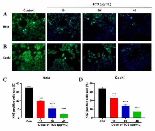 Figure 2. TCS inhibited HeLa & caski cell proliferation. (a-b) Representative images of Ki67 staining of HeLa (a) & caski cells; (b) (Microscopic magnification: 200×) Green fluorescence indicates Ki67, Blue fluorescence indicates DAPI; (c-d) HeLa & caski cell proliferation determined via Ki67 staining; TCS, Trichosanthin