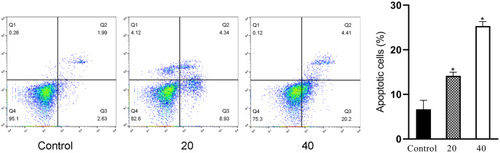 Figure 3 The impact of ICAII on DU145 cell apoptosis. Cells were treated for 48 h with ICA II (0, 20, or 40 µM), after which flow cytometry was used to assess apoptosis. Percentages of apoptotic cells are shown on the right. *P <0.01, vs control.
