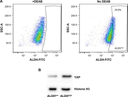 Figure 1 YAP expression is elevated in ALDHhigh population.