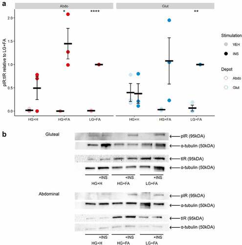 Figure 3. Insulin receptor phosphorylation is impaired by chronic exposure to adipogenic hormones. A: Ratio of phospho-IR (Tyr1131) to total IR after 10 min incubation with either Vehicle (PBS) or 25 nM Insulin in immortalized abdominal and gluteal adipocytes following 10 days of differentiation in the three adipogenic media conditions (n = 4). VEH, Vehicle; INS, Insulin; HG+H, High Glucose (17.5 mM) plus hormones throughout differentiation; HG+FA, High Glucose plus FAs throughout; LG+FA, Low Glucose (5 mM) plus FAs throughout. Welch’s t-test tested for significance between basal and stimulated for each condition (*p < 0.05, **p < 0.01, ***p < 0.001, ****p < 0.0001). B: Representative blot showing detection of pIR, IR and α-tubulin in abdominal and gluteal cells.