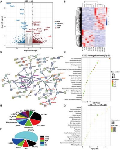 Figure 3. Comparative transcriptomic analysis of colonic tissue between DSS and NC groups. (A) Volcano diagram of differential expressed genes (DEGs) between DSS and NC groups. (B) A heatmap of DEGs between DSS and NC groups. Red and green represent the upregulated and downregulated genes, respectively. (C) Protein-protein interaction (PPI) network based on DEGs. Heat shock protein family (purple), NLRP3-IL-1β-chemokines (orange), and Hp-Hb (reg) were clustered and highlighted with different text colours. (D) The Top 20 enriched functional KEGG pathways were predicted based on DEGs. (E) Transcription factor (TF) analysis of DEGs. (F) The proportion of different types of alternative splicing (AS) with differential events between NC and DSS groups. AS, alternative splicing. JC, junction count. SE, skipped exon. RI, retained intron. MXE, mutually exclusive exon. A5SS, alternative 5′ splice site (junctions start inside an exon and end up with the initiation site of another exon). A3SS, alternative 3′ splice site (junctions start from an exon termination site and end up inside another exon). (G) The top 20 enriched KEGG pathways were predicted based on differential events of AS.