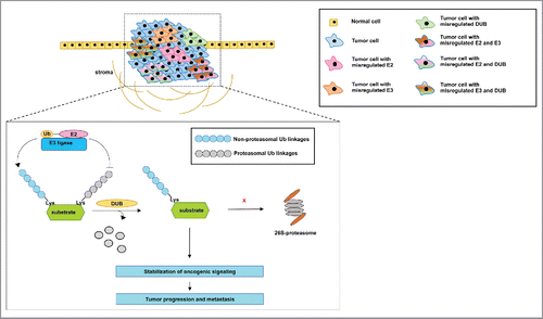 Figure 4. Proposed model of the mechanism by which the misregulated expression of E2s, E3s and DUB's may contribute to tumorigenesis and metastasis. The information from the reports described in this review reveals that inhibition of E2s, E3s and DUB's with either small interfering RNA or small molecule inhibitors is sufficient to inhibit the progression and metastasis of tumors. However, some of these reports show that the misregulated expression of the members of the ubiquitination pathway occurs in multiple tumors. It is not clear whether a subpopulation of cells within a tumor, for instance, may rely on the misregulated expression of one member only or on a combination of the misregulated expression of these proteins to support aberrant oncogenic signaling. In addition, it is not clearly demonstrated whether the misregulated expression of E2s and E3s stabilizes oncogenic signaling via the catalysis of non-proteasomal ubiquitin linkages, while DUB's remove ubiquitin linkages that would otherwise lead to proteasomal degradation. Nevertheless, we describe a common conclusion from multiple reports that members of the ubiquitination pathway drive tumor aggressiveness and culminate in metastasis.