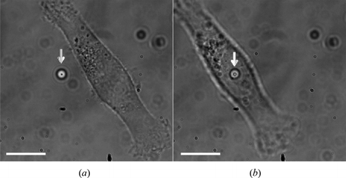 Figure 1. Optical microscope image of an HBL-100 cell and of a trapped microbead. (a) A microbead (indicated by the white arrow) is first trapped near the HBL-100 cell (cell is in focus) cultured on the coverslip; (b) the cell is displaced vertically and laterally to get the microbead in contact with the cell membrane (microbead is in focus). The scale bar represents 10 µm.