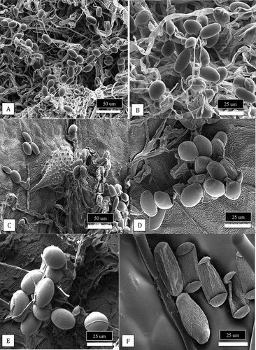 Fig. 8 Scanning electron microscopic images of conidia of Podosphaeria and Golovinomyces from cannabis and hop plants. (a, b) Conidia of P. macularis from cannabis plants ‘Chronic Ryder’. (c-e) Conidia of P. macularis from hop leaves. (f) Conidia of G. ambrosiae from cannabis leaves.